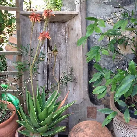 Fig Garden Casa de Férias *